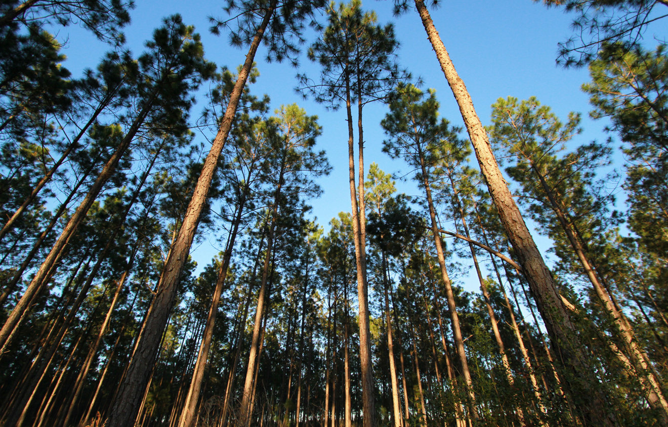 Own forest. Акр леса. Лес как бизнес. 600 Акр лес в США купить.