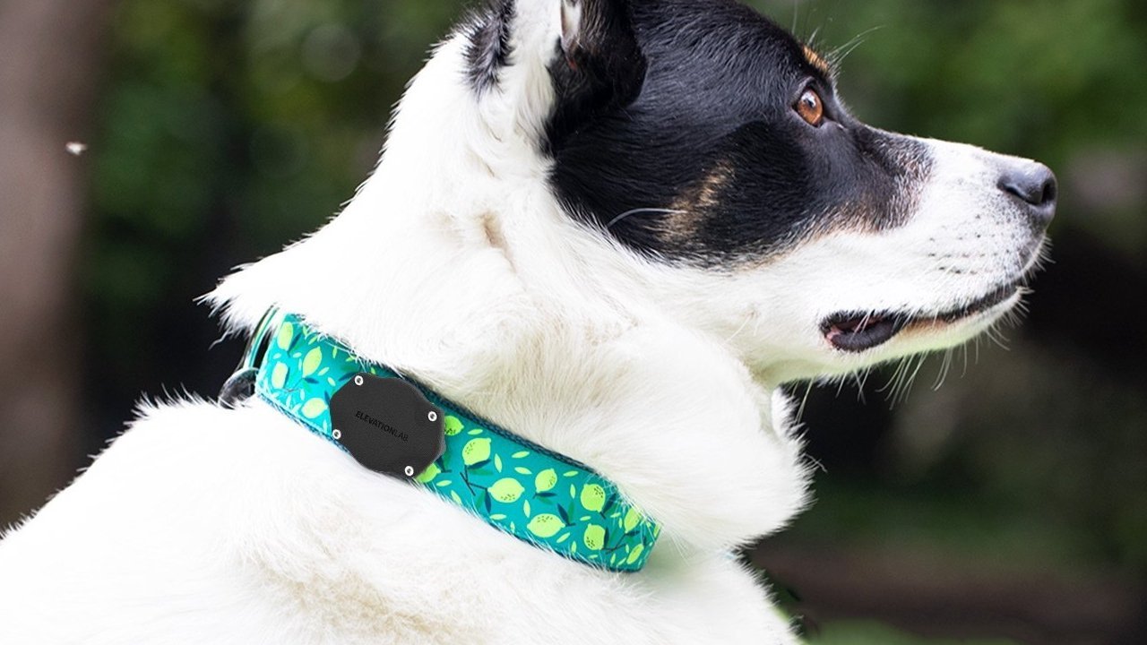 Special AirTag holders can be purchased for pet collars to prevent damage from chewing