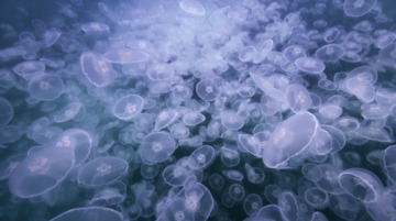 Alaskan Jellyfish