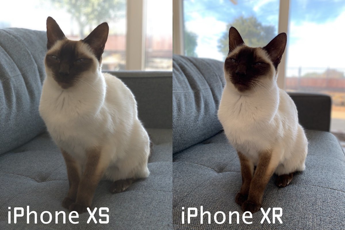 Iphone Xr Can Take Portrait Mode Shots Of Pets More In Future Halide App Update Appleinsider