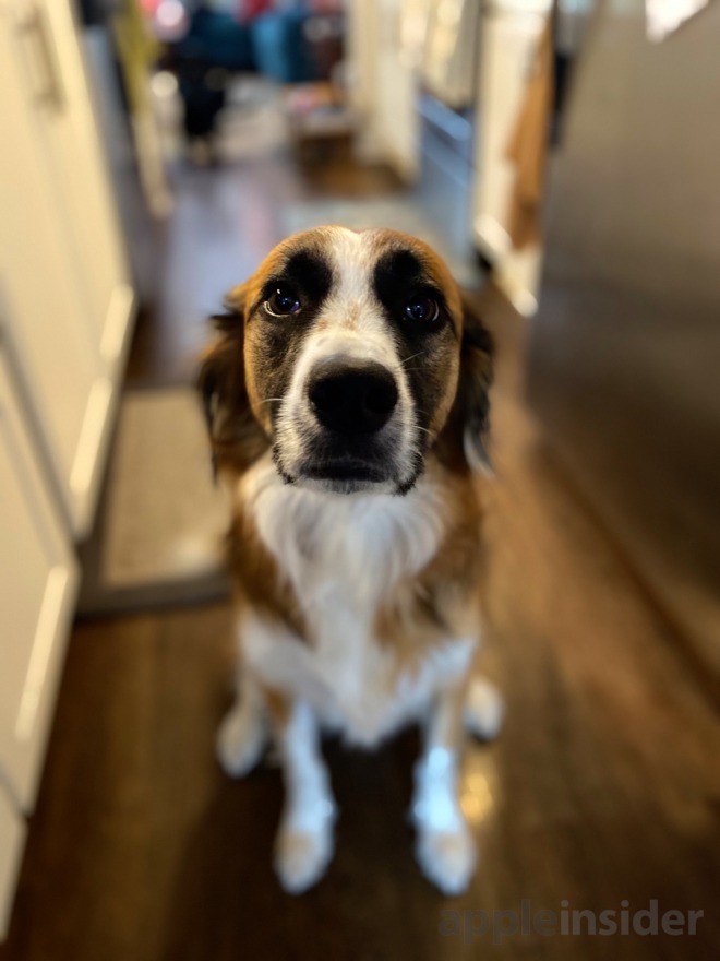 Mosby the puppy, shot with the iPhone 11's new Portrait mode