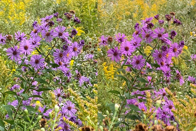 5X digital zoom on the iPhone 11 (left) and iPhone XR (right)
