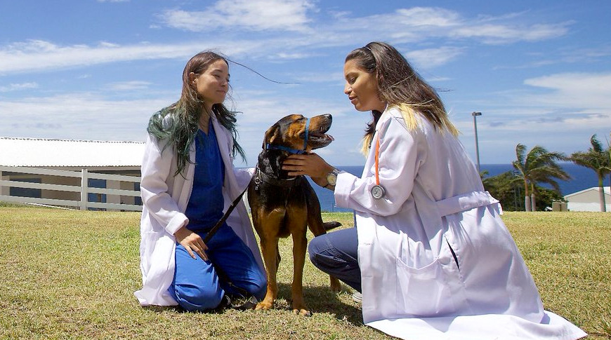 ross university vet school acceptance rate – CollegeLearners.com