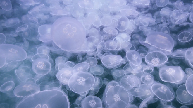 https://photos5.appleinsider.com/gallery/34366-61858-jellies-l.jpg