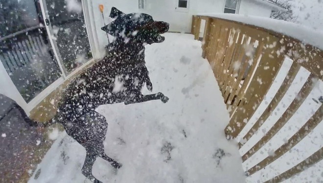 A frame of a sample video of our dog playing in the snow captured on the GO