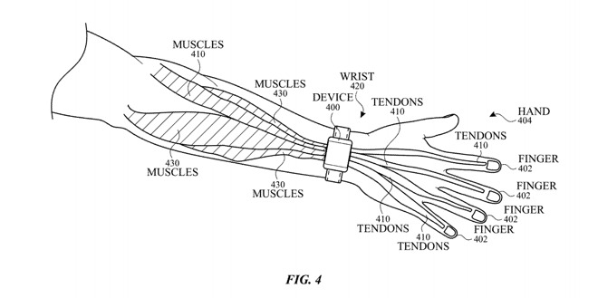 The Apple Watch is worn in close proximity to muscles and tendons.