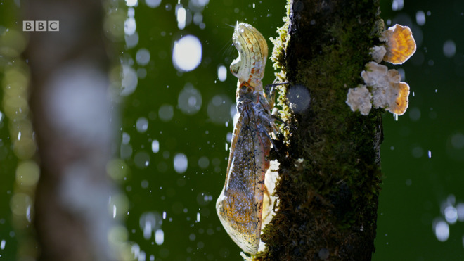 The BBC's tests of HLG included broadcasts of Planet Earth II.