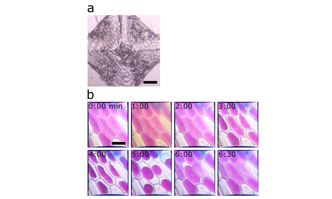 a) a view of a sodium chloride crystal and b) onion cells | Image credit: Vos, Bleza, Betz