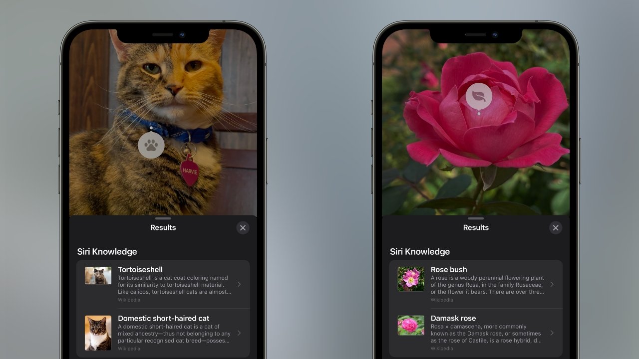 Visual Look up brings intelligent search to your photos