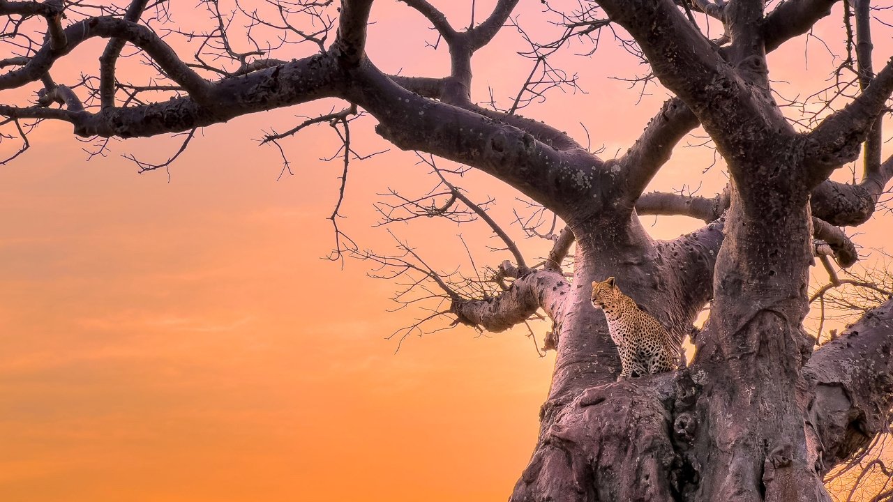 An adult leopard in a tree. Image credit: Austin Mann