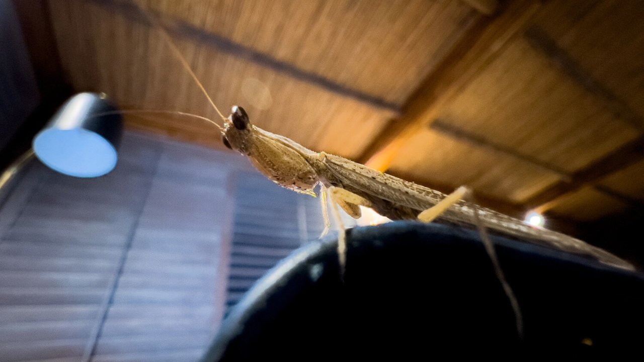A praying mantis captured with the macro effect. Image credit: Austin Mann