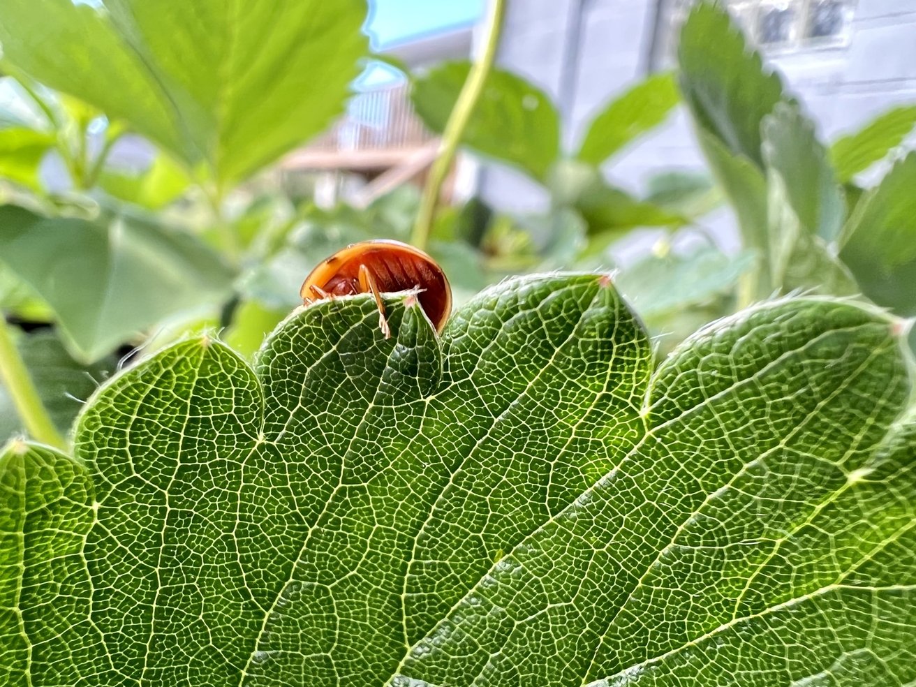 Ladybug on a leaf in macro