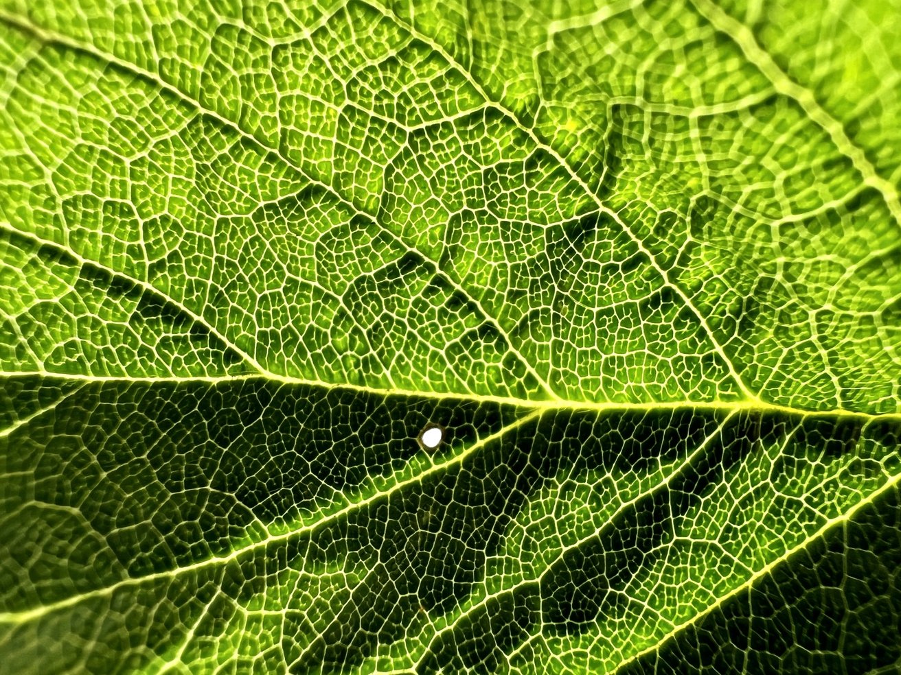 A backlit leaf in macro