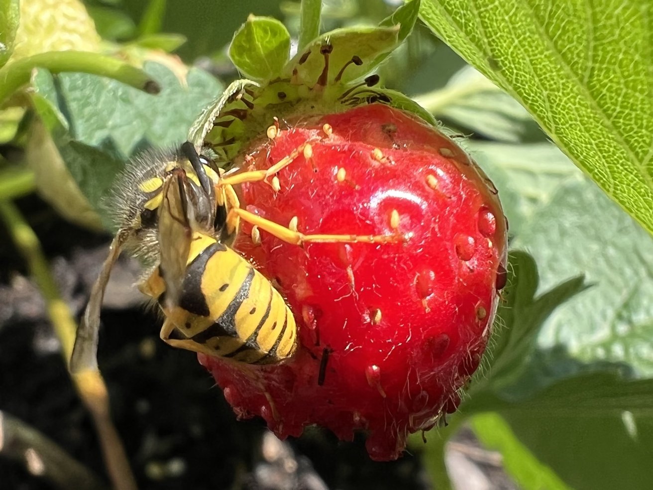 Yellow Jacket Wasp in macro