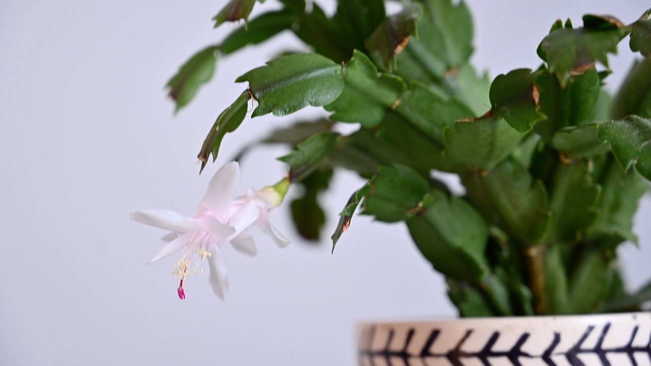 A Christmas cactus