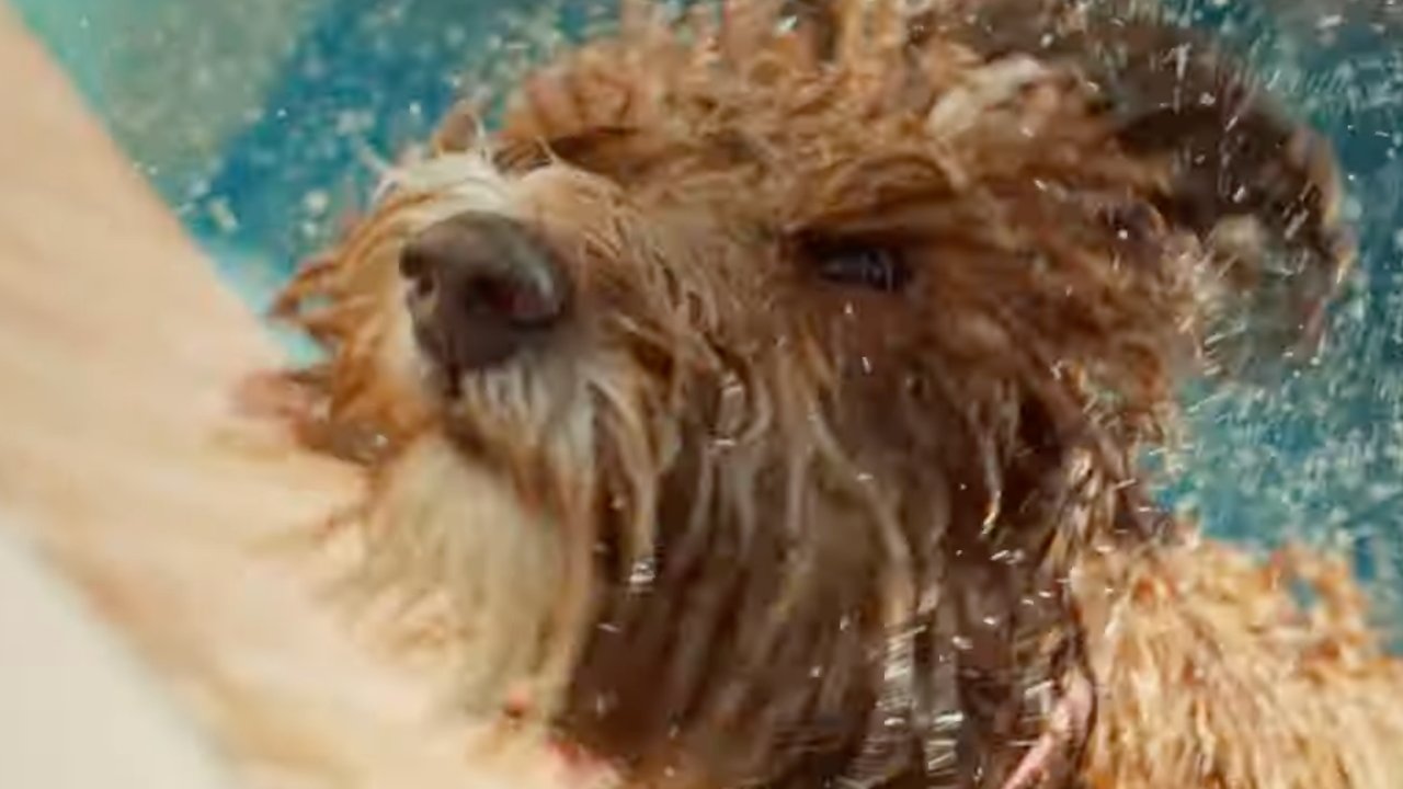 49472 96757 000 lead Dog in iPhone commercial