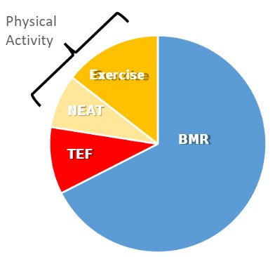 Resting energy apple sales watch