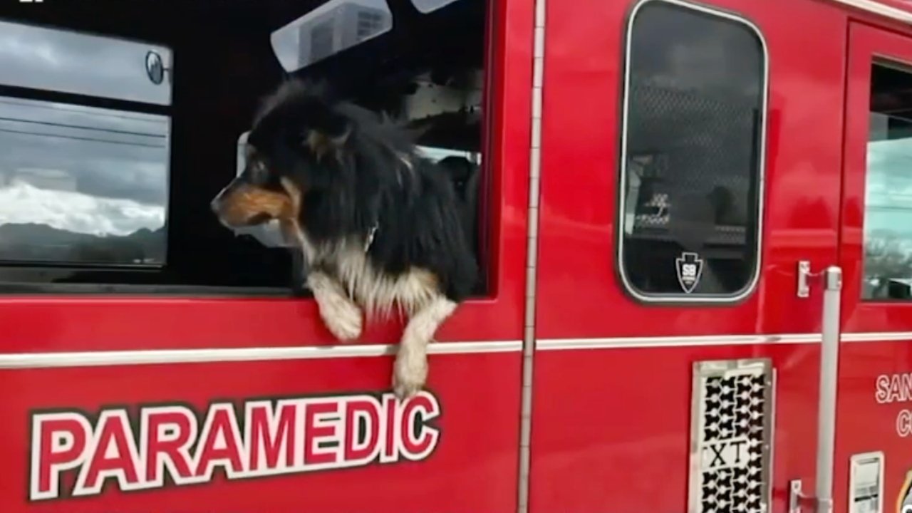 Seamus after his ordeal. (Source: ABC 7, San Bernardino County Fire