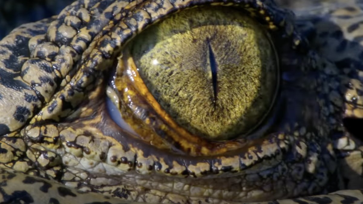 Close-up of a crocodile's eye with detailed textures and golden color.