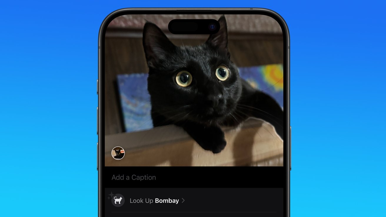 An image of a black cat with big yellow eyes in Apple Photos with text below classifying it as a 'bombay'