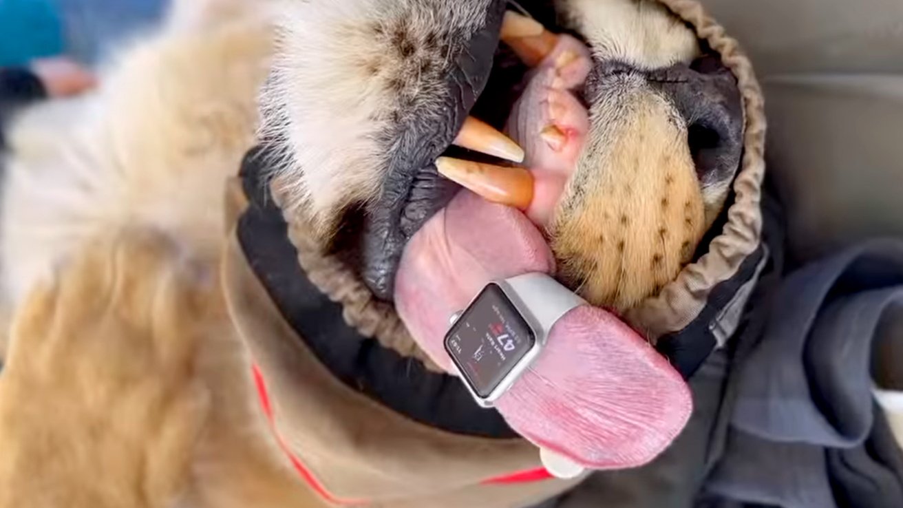 Using an Apple Watch to measure a lion's heartrate is the best use of this technology we've seen.