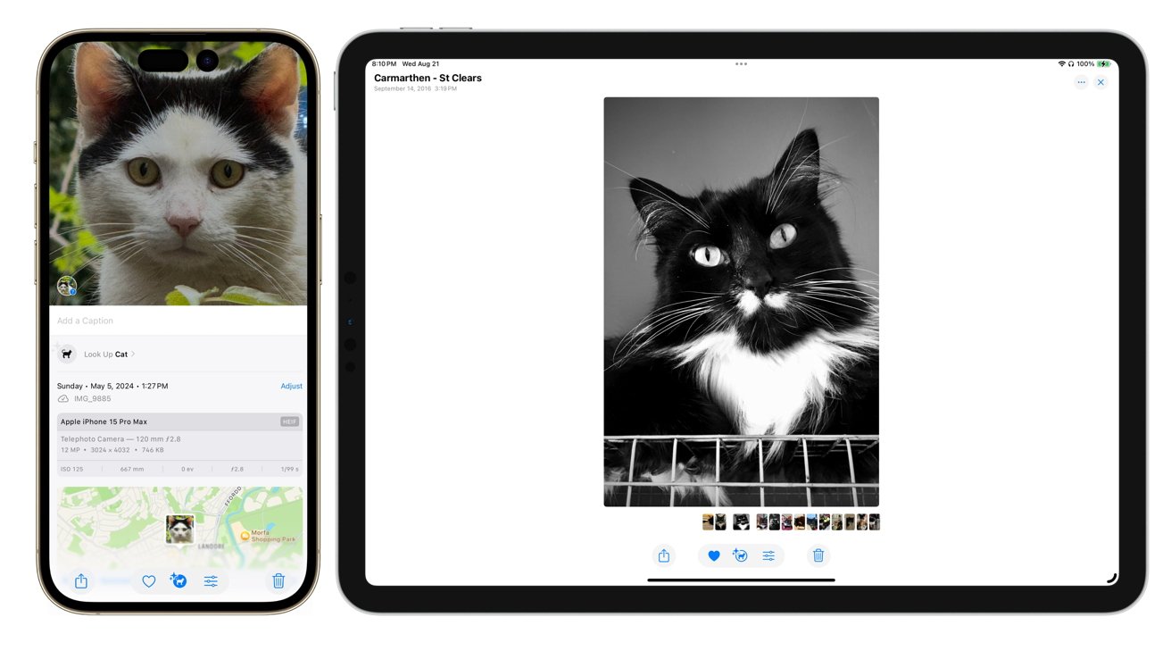 A smartphone displaying a white cat's face next to a tablet showing a black and white cat's face. Both cats are looking directly at the camera.