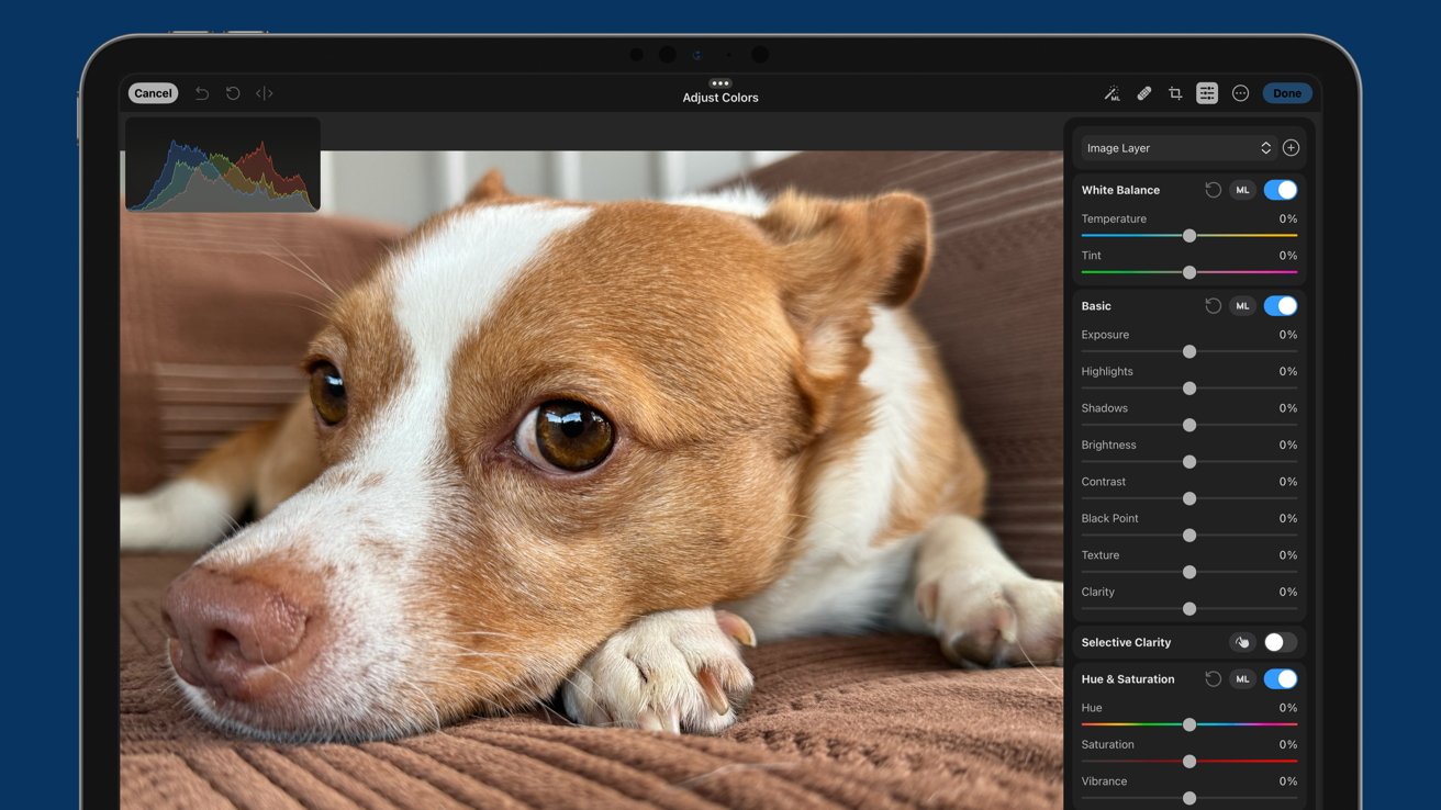 Laptop screen displaying a photo editing app with a brown and white dog resting on a couch. Editing tools and histogram visible on the right.