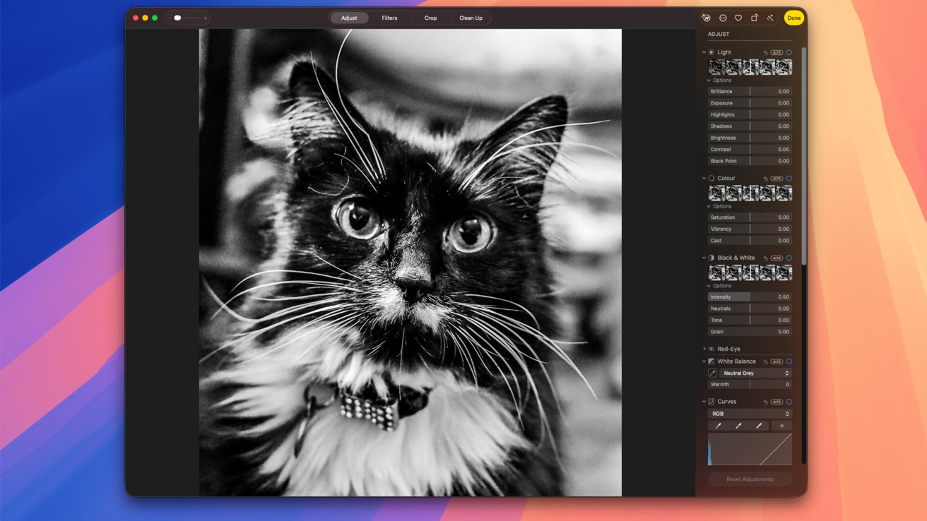 Close-up of a black and white cat with long whiskers and a bow tie collar, looking directly at the camera.
