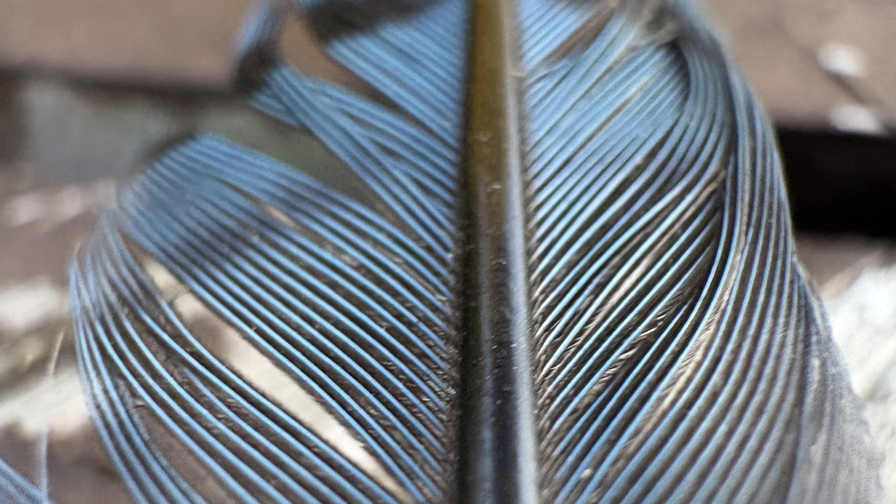 Macro photography sample from iPhone 17