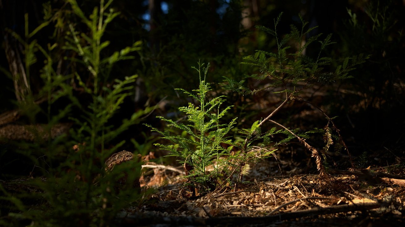 photo of Apple partners to protect California redwoods and expand global conservation image