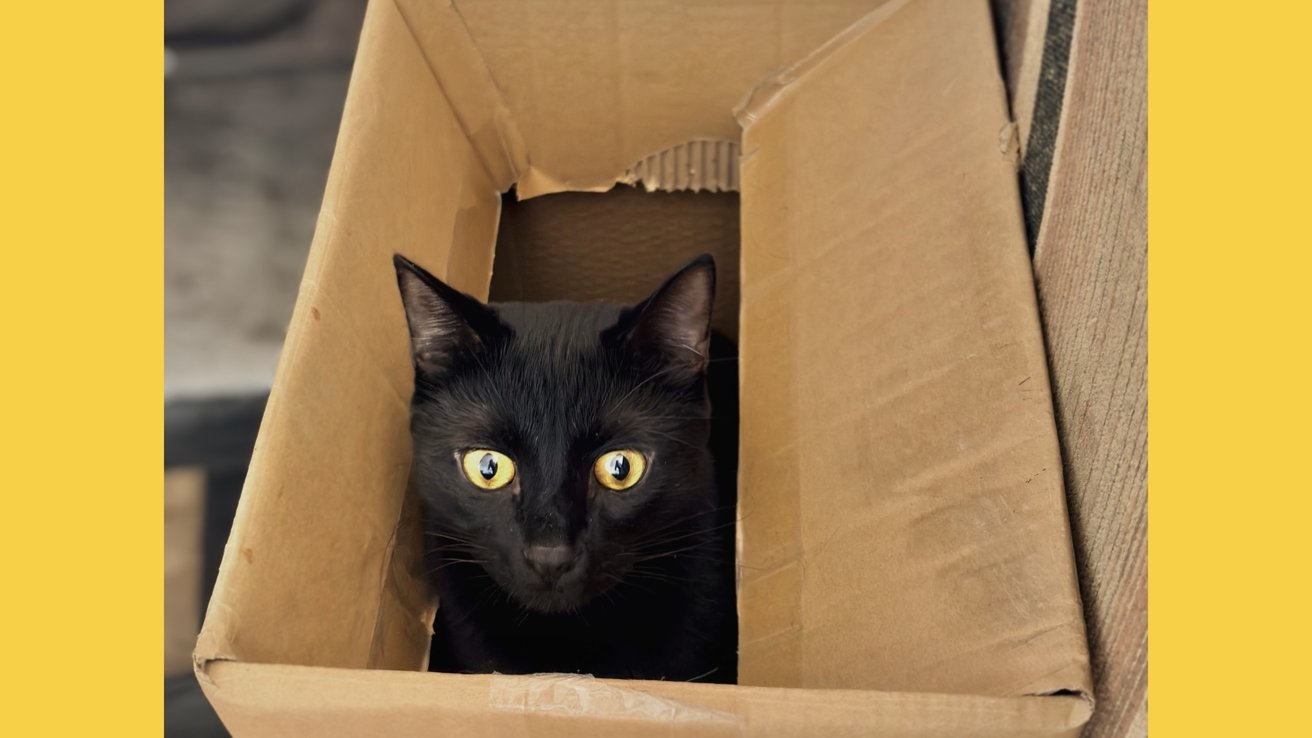 Black cat with bright yellow eyes sitting inside a cardboard box on a background with yellow borders.
