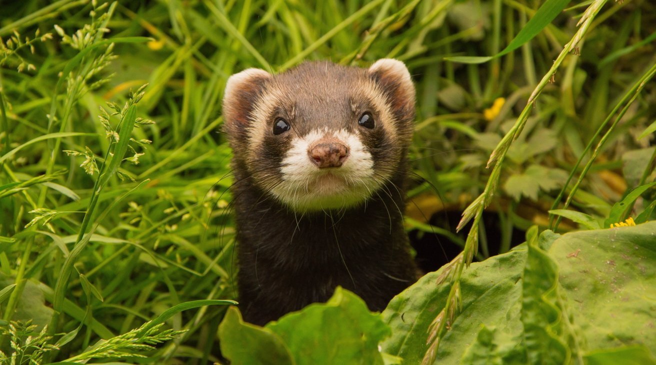 Curious dark brown ferret with a white snout and ears peeks up from dense green grass and leaves, framed closely by foliage outdoors